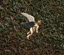 Cupidon1