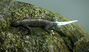 White Tailed Lizards Team Ico Wiki Fandom