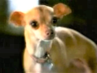 Taco Bell Chihuahua S Girlfriend Taco Bell Wiki Fandom