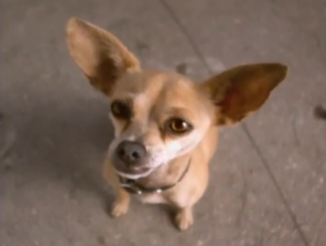 Taco Bell Chihuahua Taco Bell Wiki Fandom Powered By Wikia