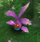Precious Herb Location