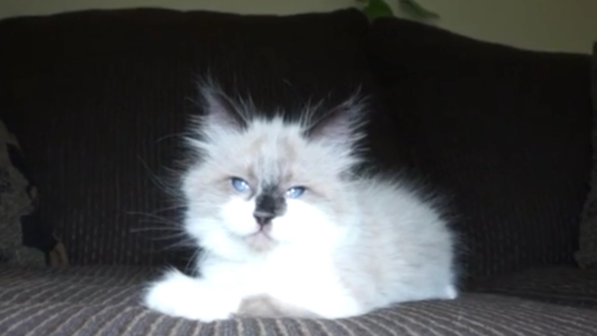 GG Talking Kitty Cat Wikia FANDOM powered by Wikia