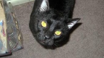 Talking Kitty Cat 4 Not Sorry Talking Kitty Cat Wikia Fandom