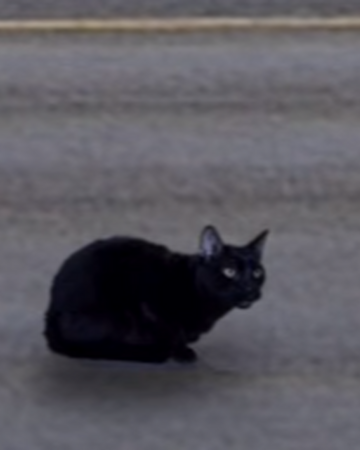 Sylvester S First Life Talking Kitty Cat Wikia Fandom