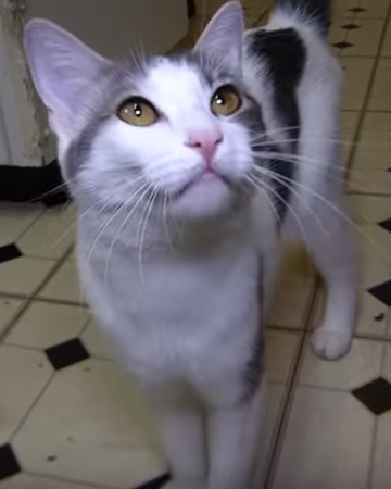Random Kitty Talking Kitty Cat Wikia Fandom