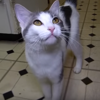 Random Kitty Talking Kitty Cat Wikia Fandom
