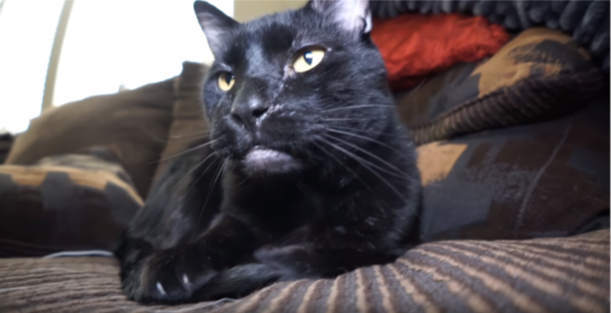 Sylvester | Talking Kitty Cat Wikia | FANDOM powered by Wikia