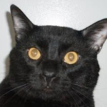 Talking Kitty Cat Wikia Fandom