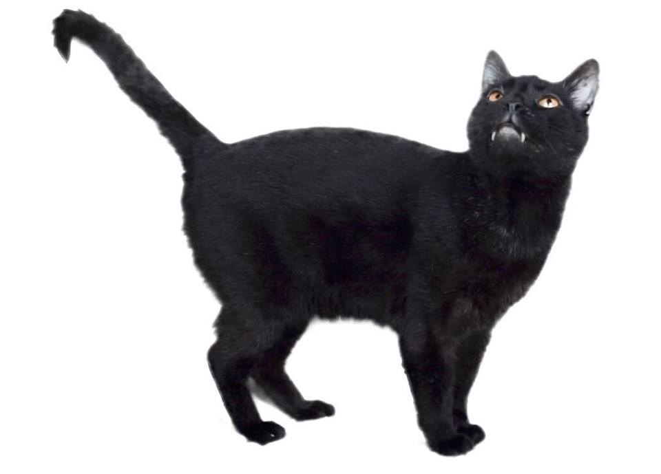 Sylvester | Talking Kitty Cat Wikia 