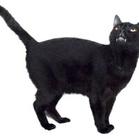 Sylvester Talking Kitty Cat Wikia Fandom
