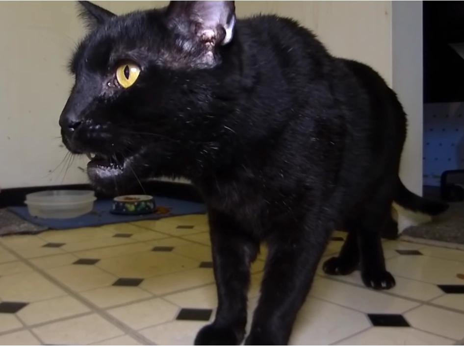 Episode 12.5 - Unfair | Talking Kitty Cat Wikia | Fandom