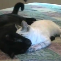 Sylvesters Cat Hatrid Theory Talking Kitty Cat Wikia Fandom