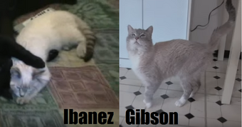 Ibanez Talking Kitty Cat Wikia Fandom