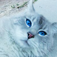 Gibson Talking Kitty Cat Wikia Fandom