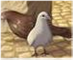 Pigeons