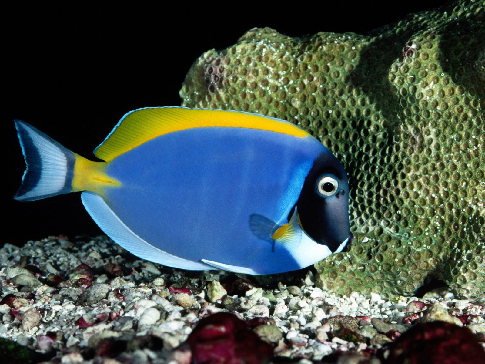 Powder Blue Tang Tap Reef Wiki FANDOM powered by Wikia