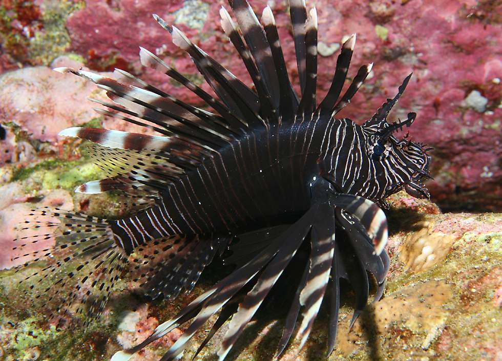 black lionfish tap reef