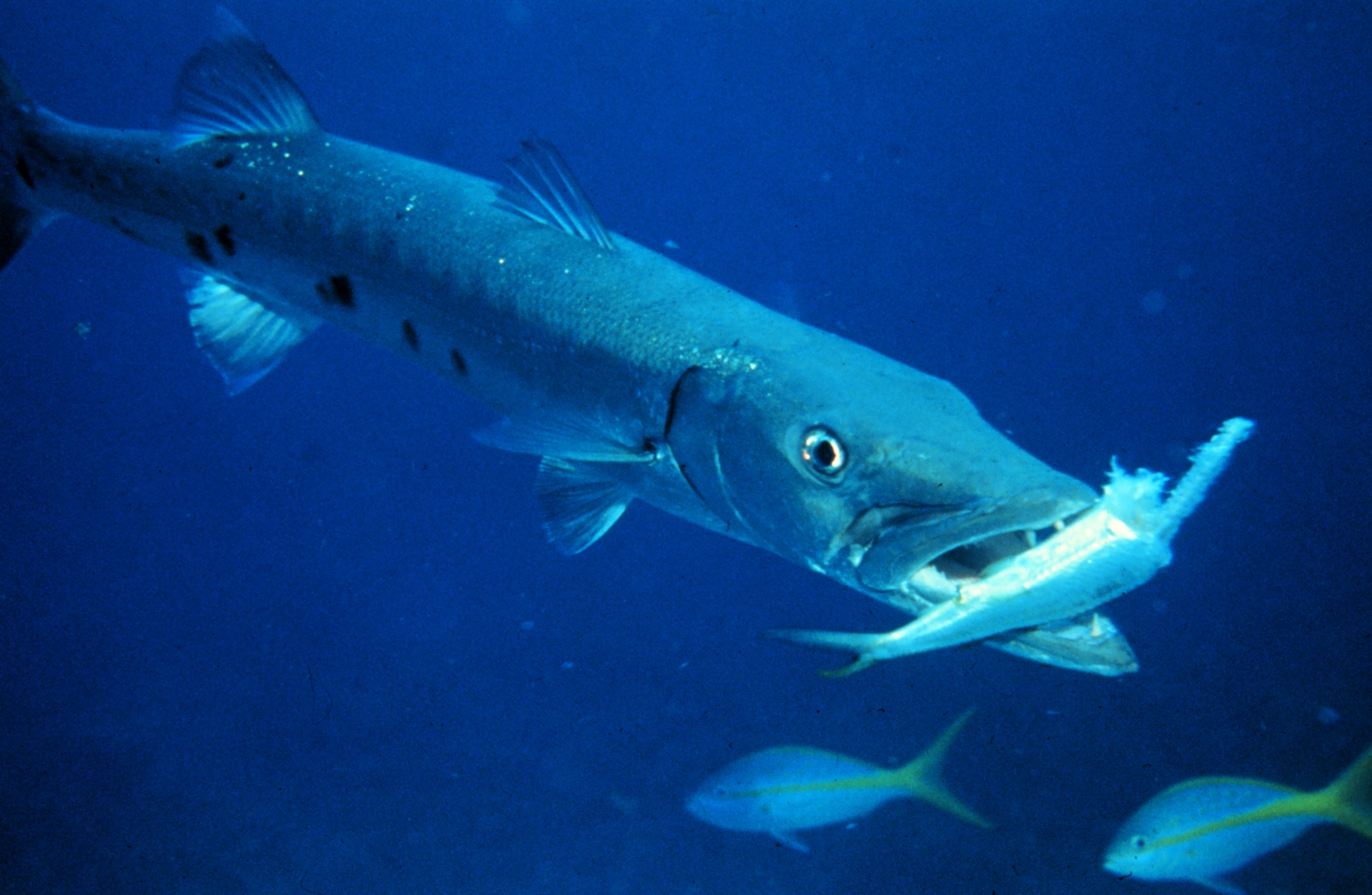 blue barracuda tap reef