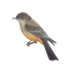 Craftitude ingredient bird
