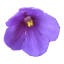 Craftitude ingredient violet