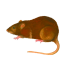 Craftitude ingredient rat