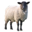 Craftitude ingredient lamb