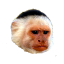Craftitude ingredient monkey