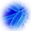 Craftitude ingredient bacteria