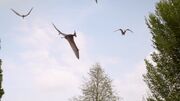 Pteranodons