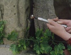 Artificial ivy