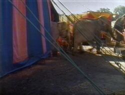 CircusElephants