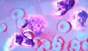Alien antibodies