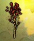 Poppito tree