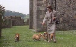 Corgis
