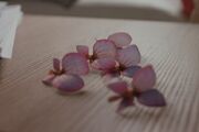 Petals