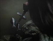 Poking fish