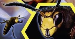 Hornet