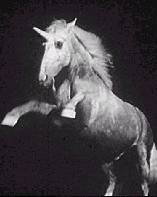 Unicorn