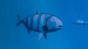 Pilot fish