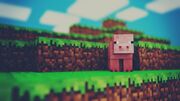 Pig