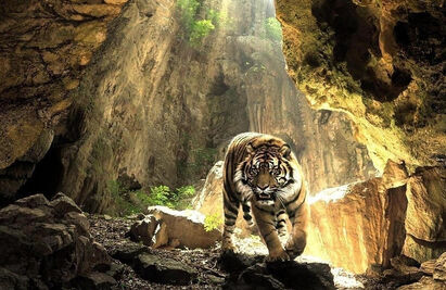 Tigercave