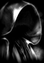 Ghostinfected
