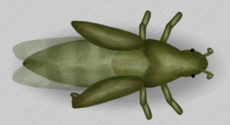 Grasshopper