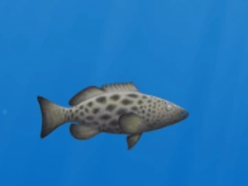 Grouper | Tasty Planet Wiki | Fandom