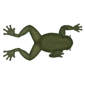 frog tasty planet wiki