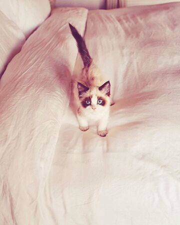 Benjamin Button Taylor Swift Wiki Fandom