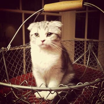 Meredith Grey Taylor Swift Wiki Fandom