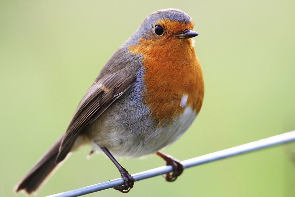 Αποτέλεσμα εικόνας για robin bird