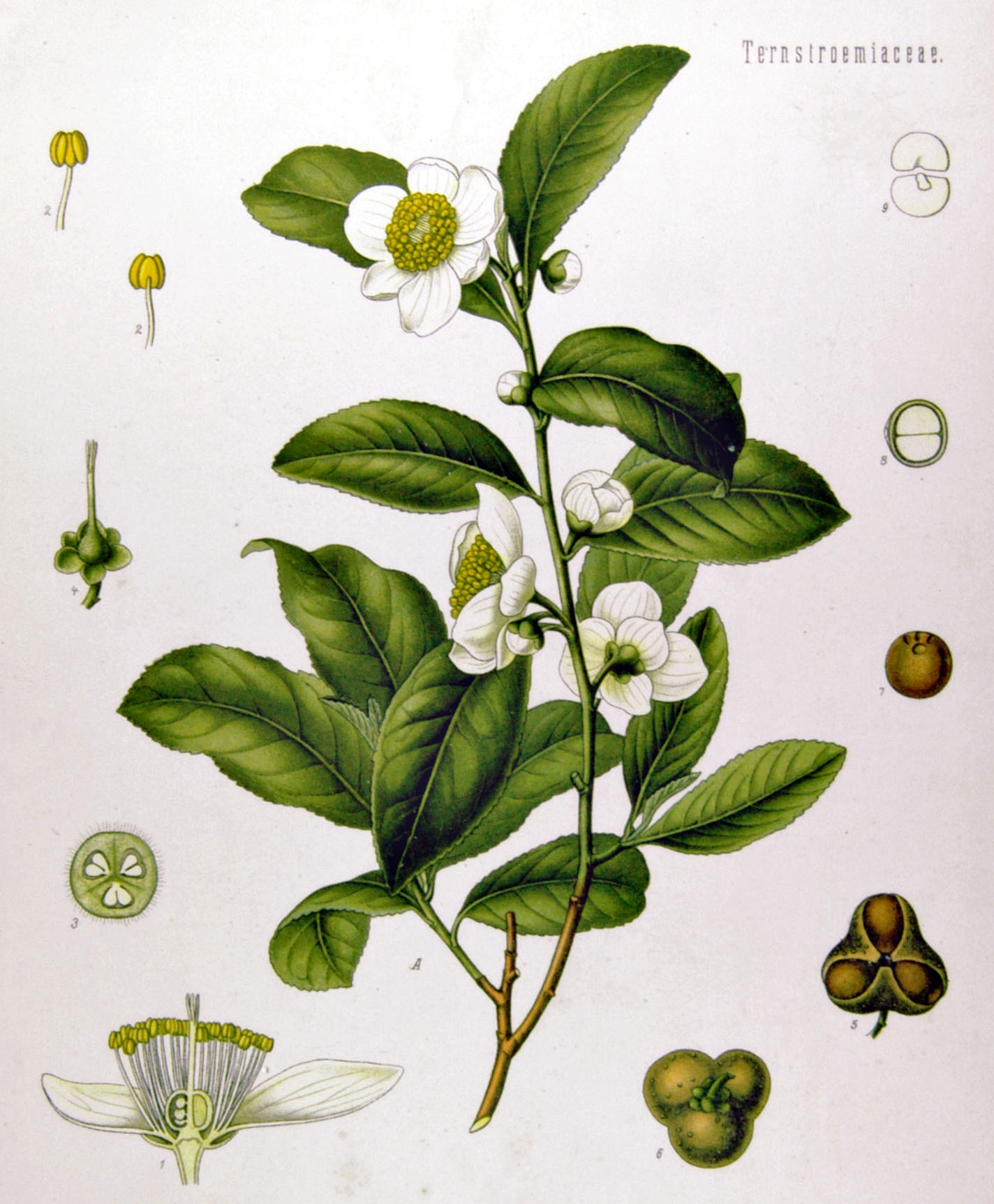 Camellia sinensis | WikiTea | FANDOM powered by Wikia