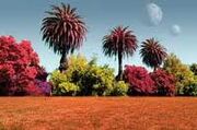 Landscape 4